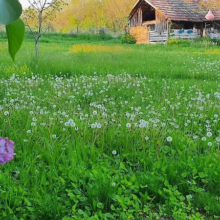 Garden - Balaton Apartment
